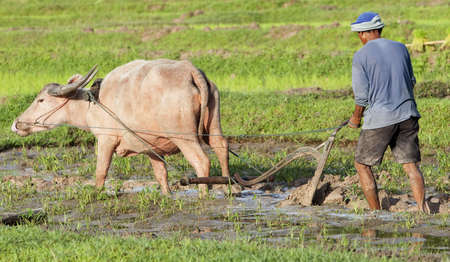 Plough with water buffalo, rice field Asiaの写真素材