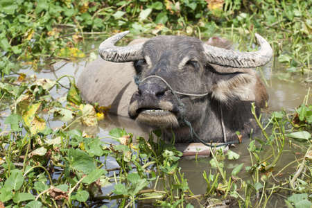 Water buffalo in the waterの写真素材