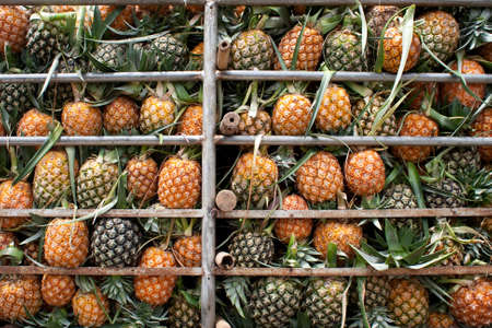 Transport of pineappleの写真素材