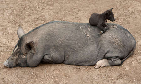 incomparably pairの写真素材