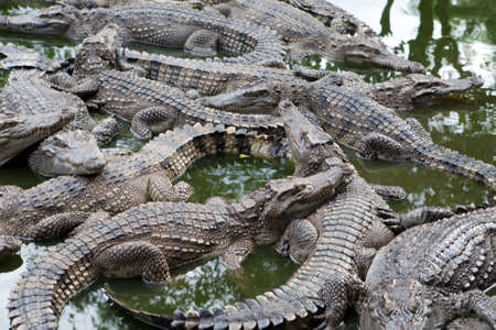 crocodileの写真素材