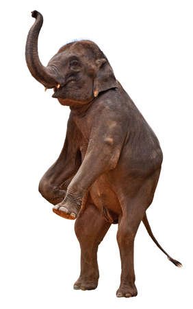 acrobatic elephant の写真素材