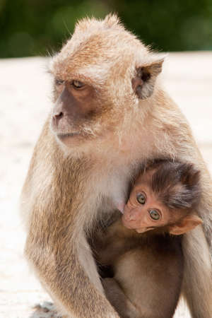monkey with babyの写真素材