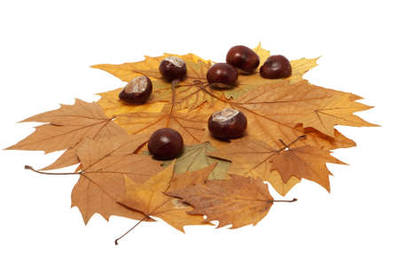 Chestnut on maple leavesの写真素材