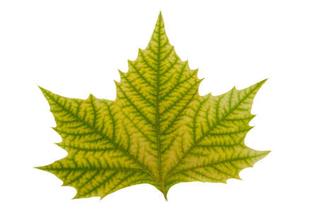 Maple Leaf with hand made 