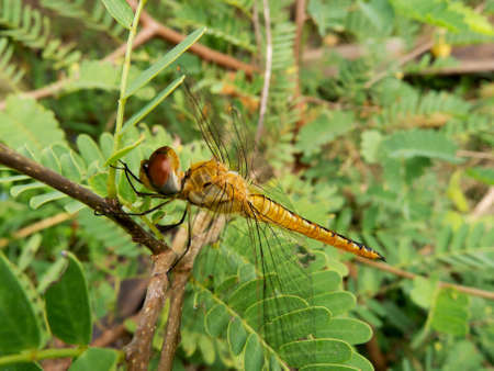 Dragonfly