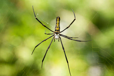 deathhead spiderの写真素材