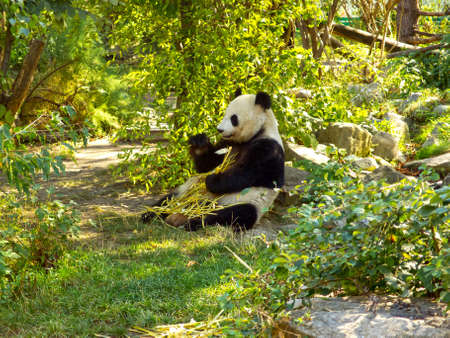 Giant Pandaの写真素材