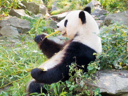 Giant Pandaの写真素材