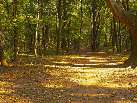 Forest in autumn