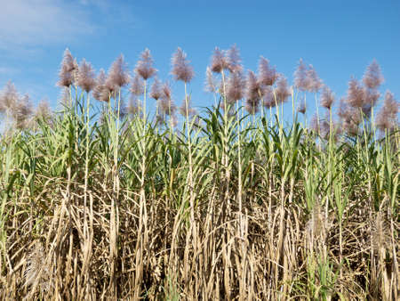 sugarcaneの写真素材
