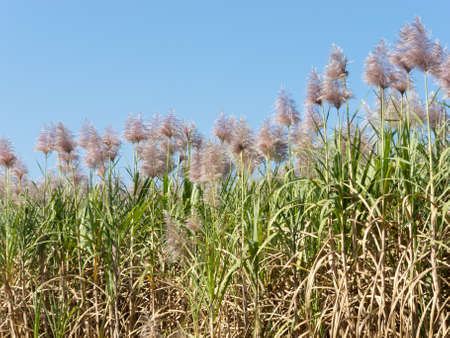 sugarcaneの写真素材