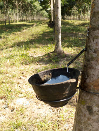 Latex from rubber treeの写真素材