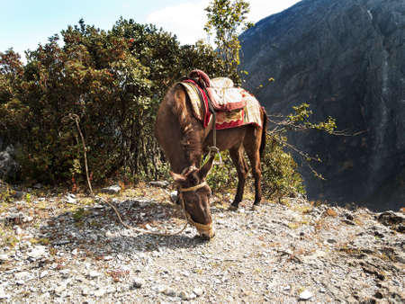 tibetan horseの写真素材