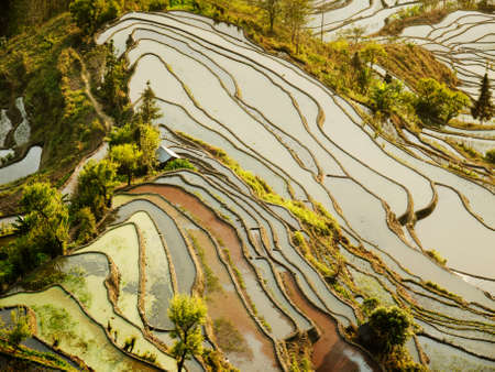 Hani Rice terraces Yuanyang, Chinaの写真素材