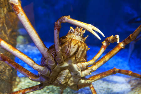 Japanese spider crabの写真素材
