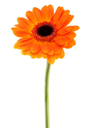 Gerbera Daisy orangeの写真素材