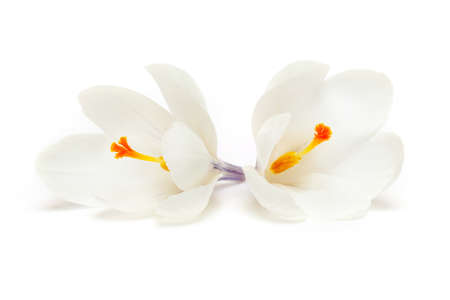 white crocusの写真素材