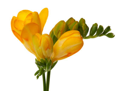 Freesiaの写真素材