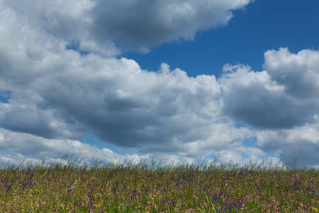 meadow with cumulus cloudsの写真素材