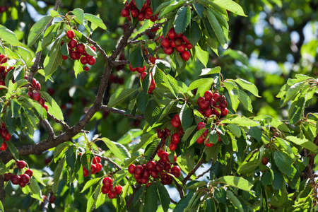 cherry tree with red fruits