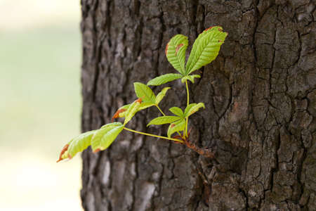 chestnut tree with fresh twig