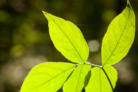 fresh leaves