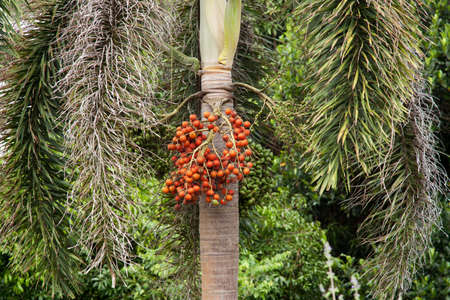 Date palm