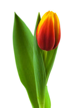 Tulipの写真素材