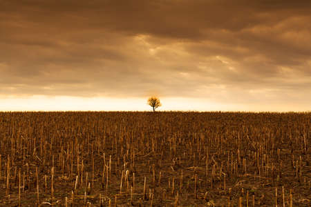 landscape with lonely treeの写真素材