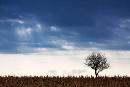 landscape with lonely treeの写真素材