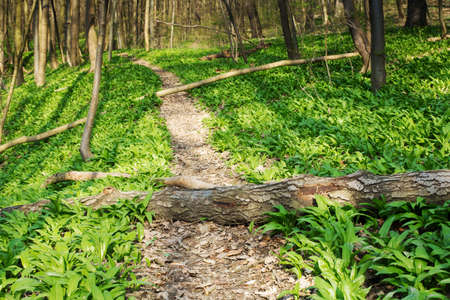 Forest with footpath