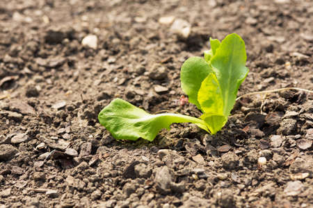 Single plant on dry earth
