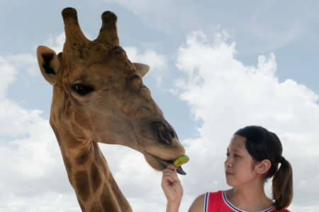 Girl Feeding Giraffeの写真素材