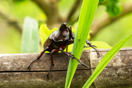 Rhino Stag Beetle
