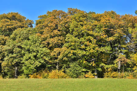 Forest in autumnの写真素材