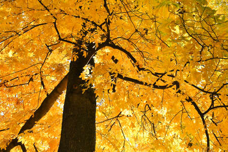Golden Deciduous Tree