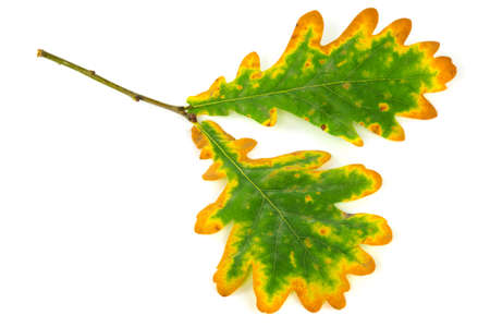 Oak leaf in autumn, close up of lush foliage on white backgroundの写真素材