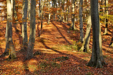 Autumn Forestの写真素材