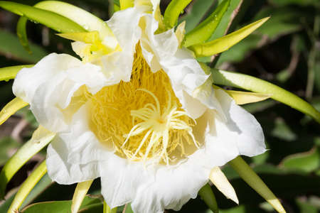 Flower of dragon fruitの写真素材