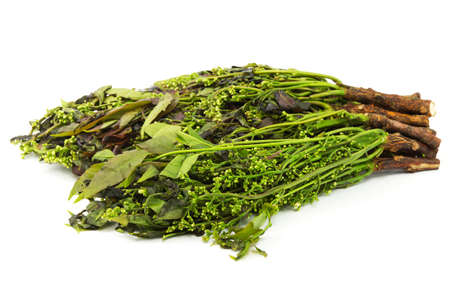 Margosa plant from Neem Treeの写真素材