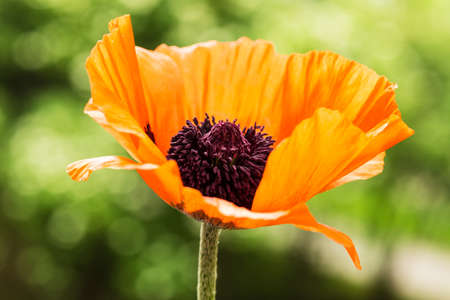 Corn Poppyの写真素材