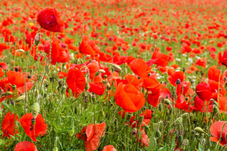 Corn Poppy Field