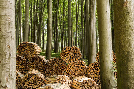 Firewood in forestの写真素材