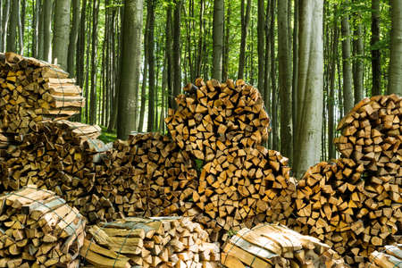 Firewood in forestの写真素材