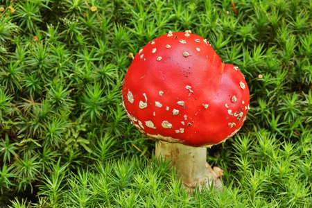 Fly Agaric Mushroom