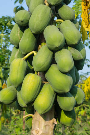Pawpaw Treeの写真素材