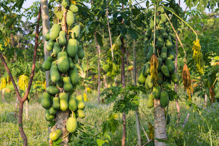 Papaya Treeの写真素材