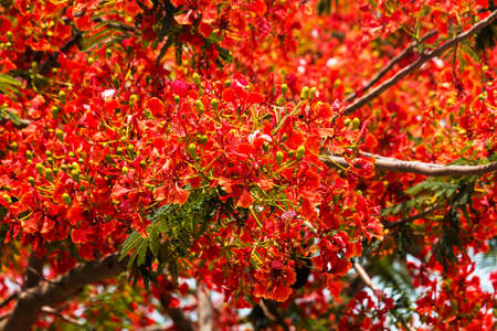 Flame Tree in bloomの写真素材