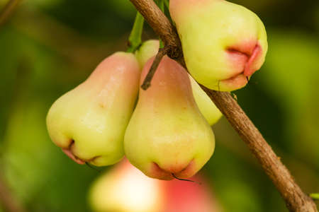 Rose Appleの写真素材